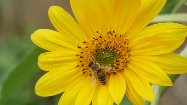 BEE FEEDING