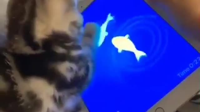 Cat playing with fish