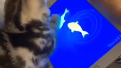 Cat playing with fish