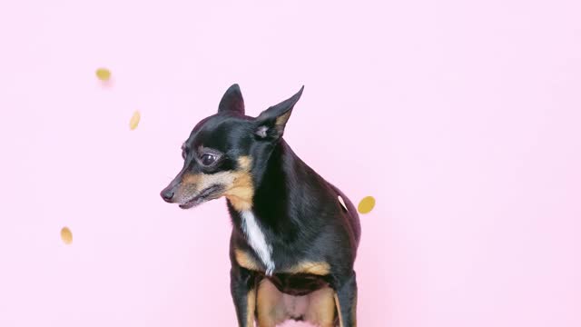small-dog-standing-on-a-stool