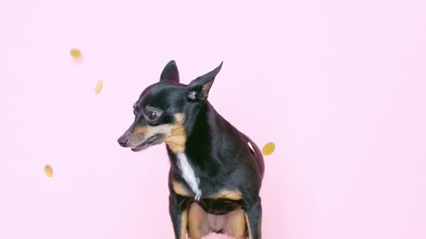 small-dog-standing-on-a-stool