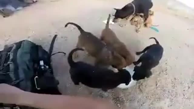 Fed the guys. PUPPIES