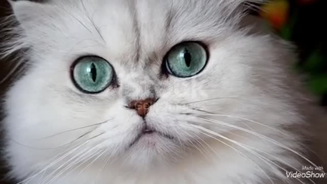 How much is the color of her eyes is amazing !!!!