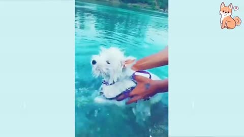 Very cute, playful and smart puppies