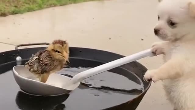 Cute Dog Trying To Save Chicken From Water