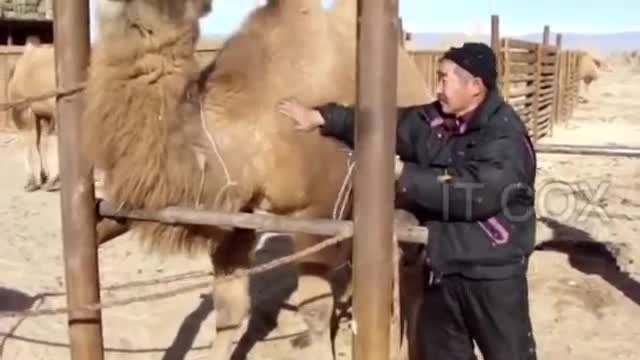 Funny animal attack