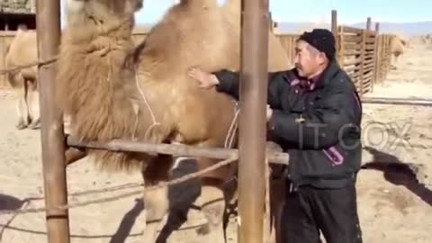 Funny animal attack