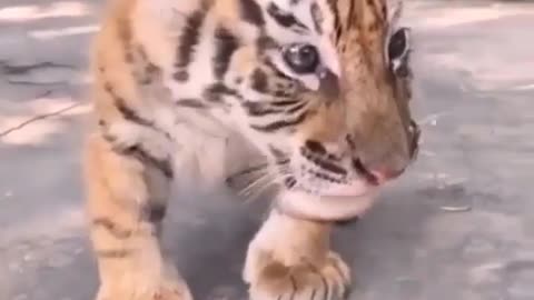 Cute Tiger Baby Video | So Cute Baby