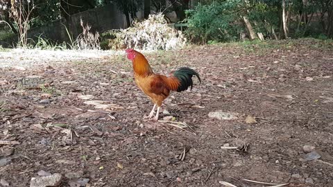 Galo canta pro gato e sai correndo