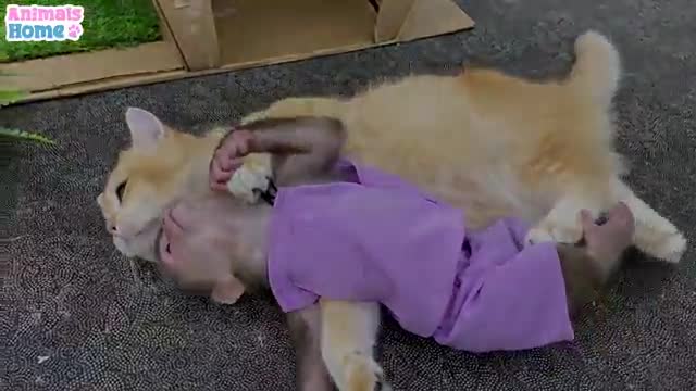 Dog cat funny video