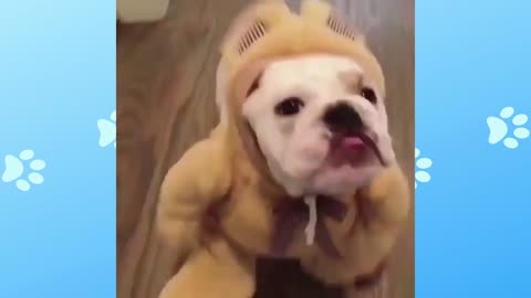 Funny dog dressed as a bear