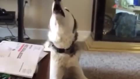 Dog funny videos