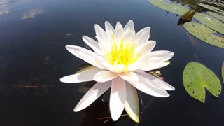 Water Lily