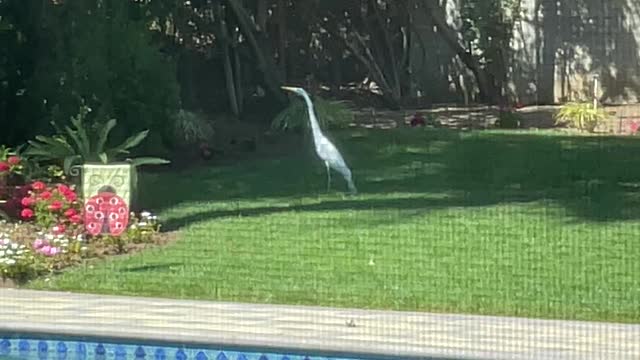 Bird in backyard