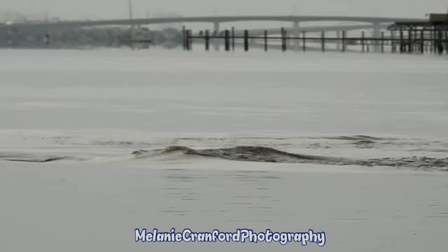 Wild River Dolphin Hunting