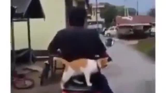 My cat's cute behavior when I pick him up home to play