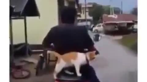 My cat's cute behavior when I pick him up home to play
