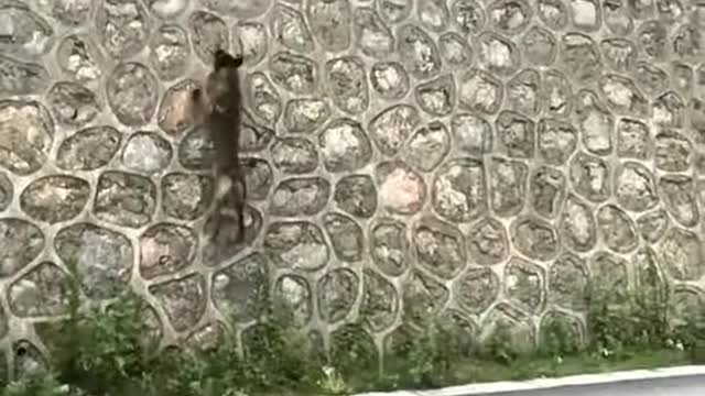 Dog Jumping 12 Feet Wall | Amazing