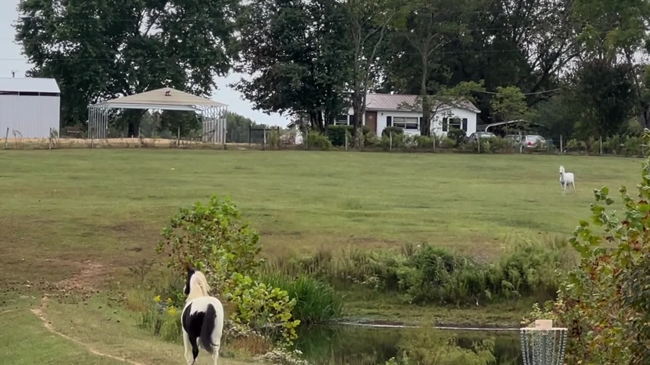 Horse Reunites With His Friends