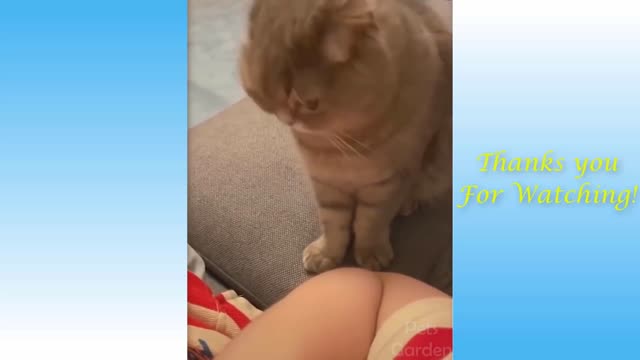 cute animal videos2