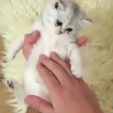 Kittens & Pups Cutest 2021 Try not to Laugh - 10