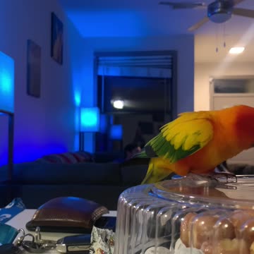 Parrot Doesn't Know He's Being Recorded Stealing