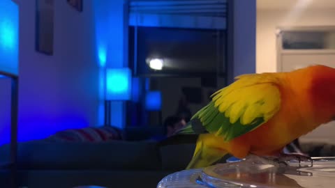 Parrot Doesn't Know He's Being Recorded Stealing