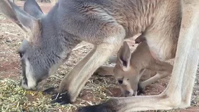 Mother Kangaroo Teaches Her Baby How to Eat Grass