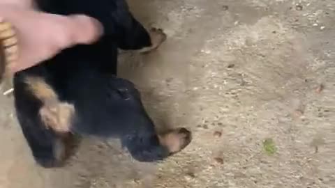 Why are tiny dogs SO ANGRY?