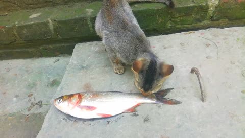 Cats Eating Raw Fish | Can Cats Eat Full Fish