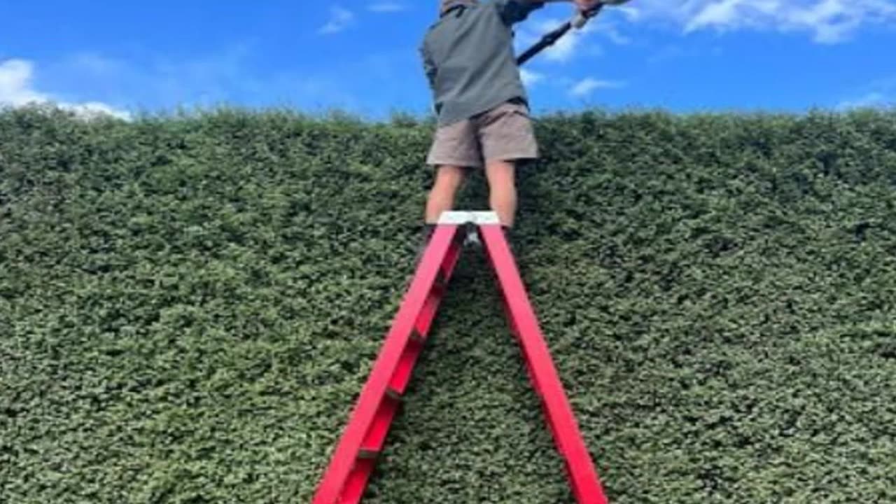 Hedge trimming in Kaleen