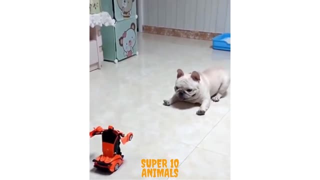 Amazing dog playing on the floor