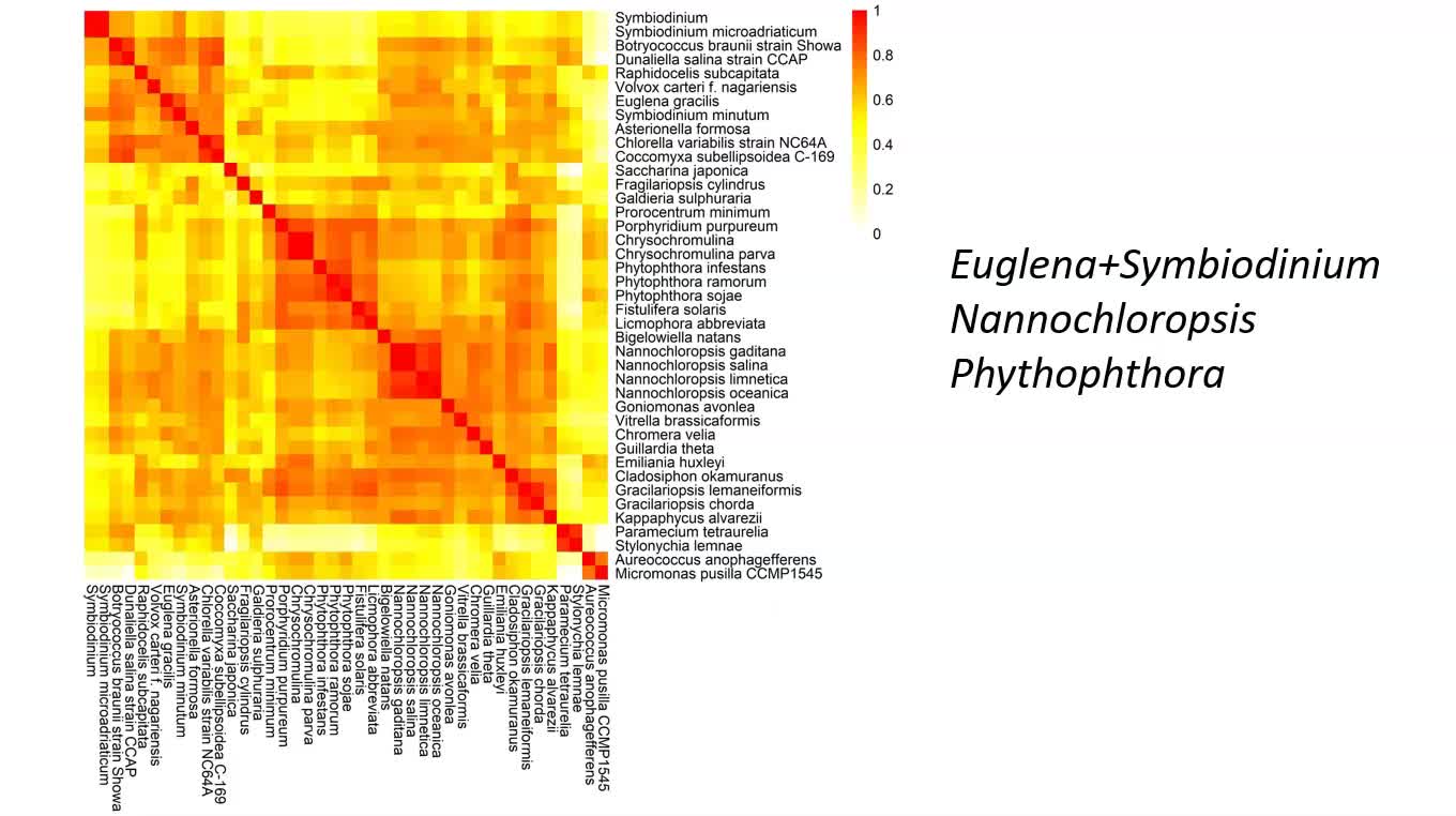 Clustering of algae species based on whole genome motif signatures