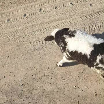 Little sheep first time out having fun