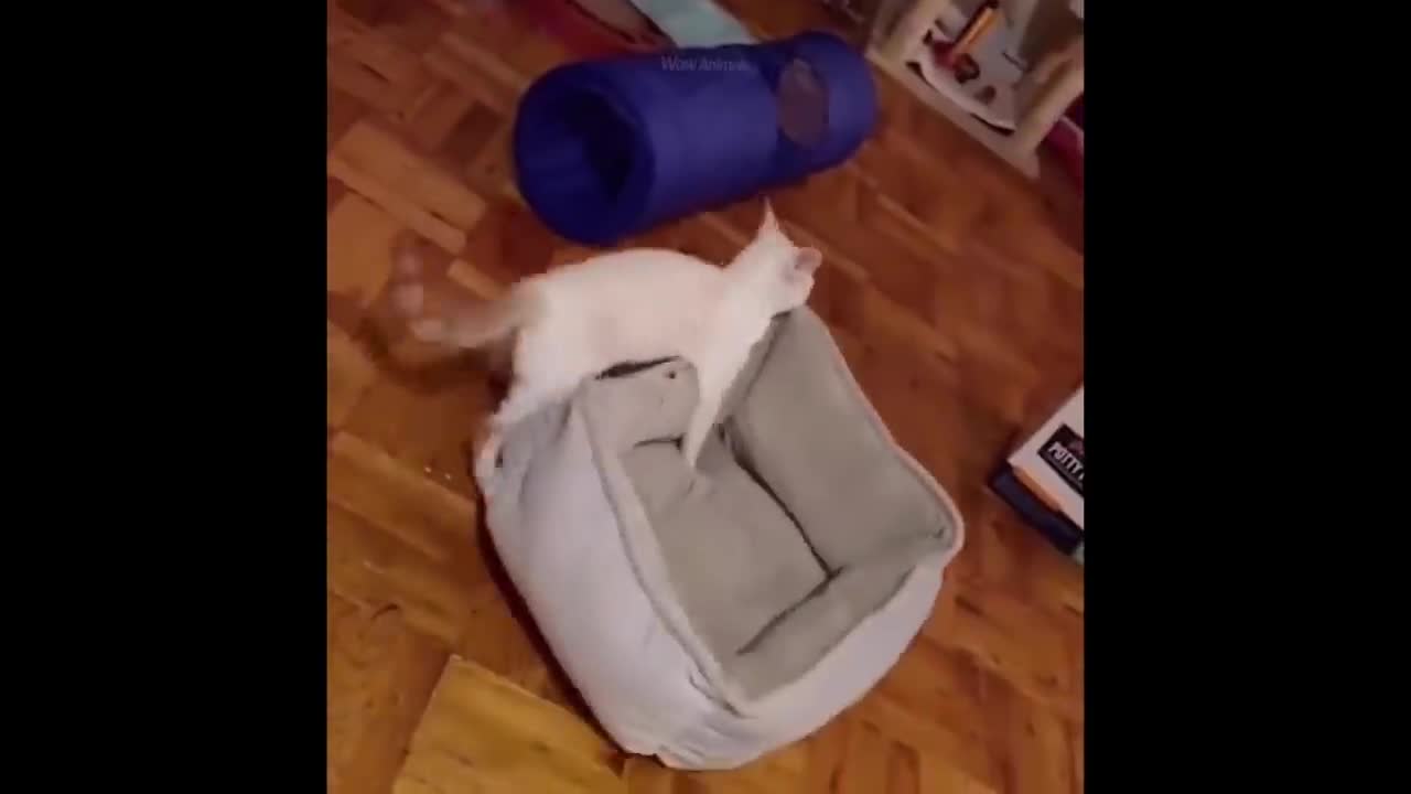 Funny Cat video commedy