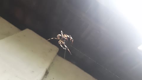 Random captured spider !!