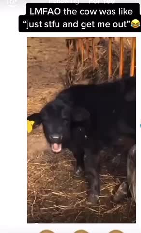 Cow tell’s owner get me out lol 🤣
