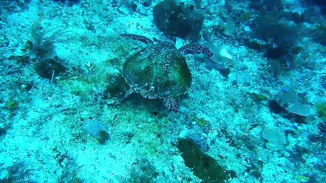 I am coming to meet you - My name is underwater turtle