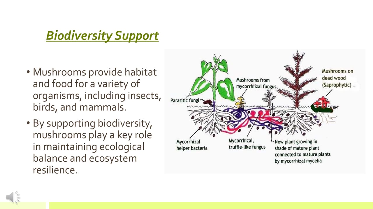 Unveiling The Environmental Benefits Of Mushrooms