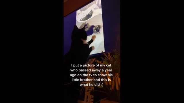 Cat has heartbreaking reaction to image of deceased sibling