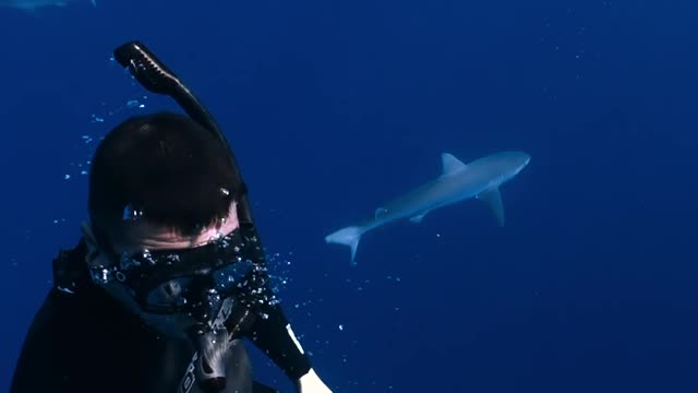 Shark on The ocean (tubarão no mar)