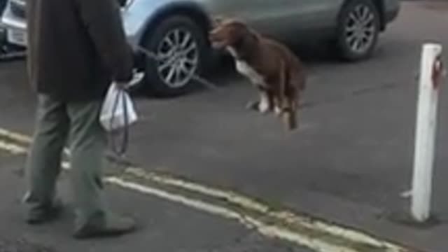 Dog Shows Amazing Acrobatics