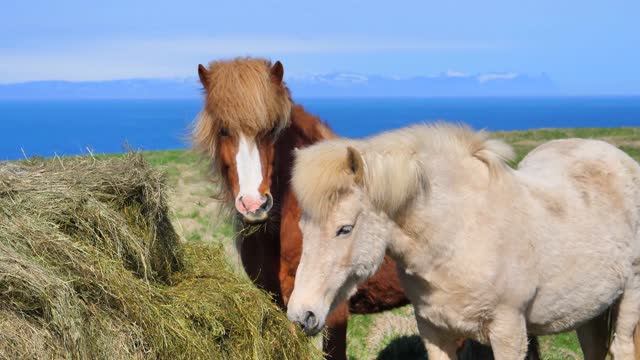 The horses are eating