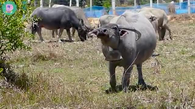 new Fake Tiger Head Prank Buffalo and do not try to stop laugh