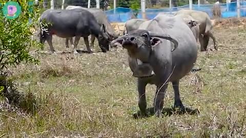 new Fake Tiger Head Prank Buffalo and do not try to stop laugh
