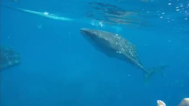 Snorkeling with a whale shark under the sea in the Philippines.