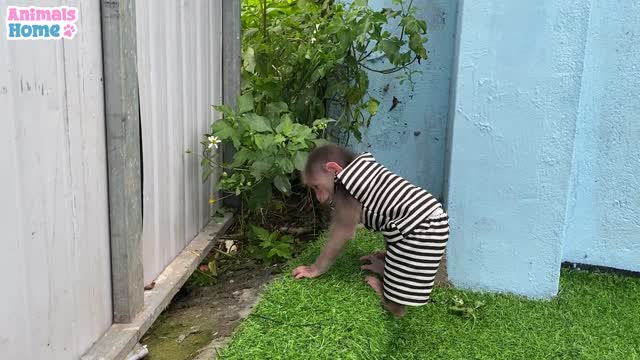 Smart BiBi helps dad feed baby parrots