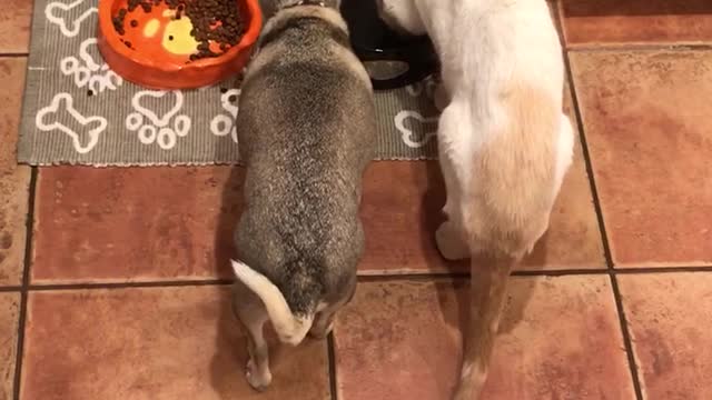 White cat and brown dog drink water out of bowl together