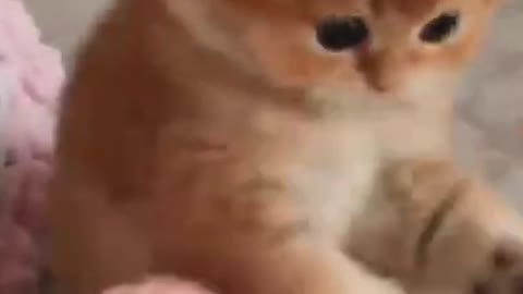 Cute Cat Funny Video #shorts #short #cat #catvideos