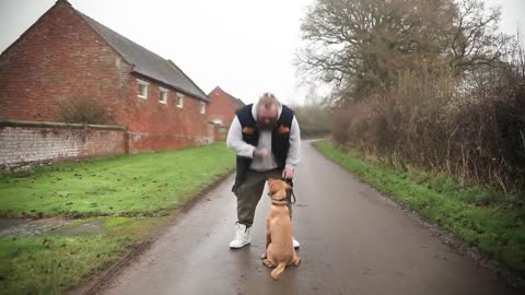 Teach Your Dog To Stop Jumping Up In 2 Simple Steps!